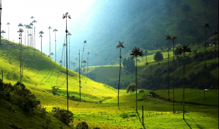 Salento – Valle de Cocora 