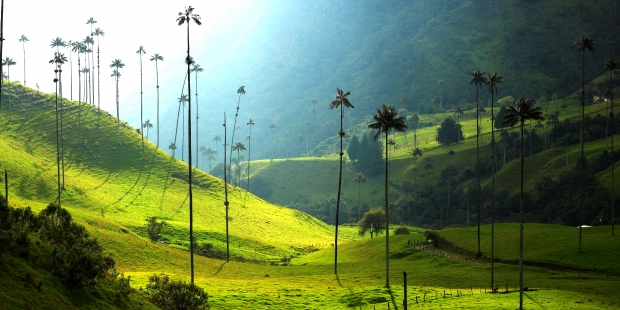 Valle de Cocora - Foto